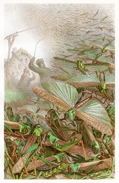 Swarm of grashoppers Chromolithograph 1884