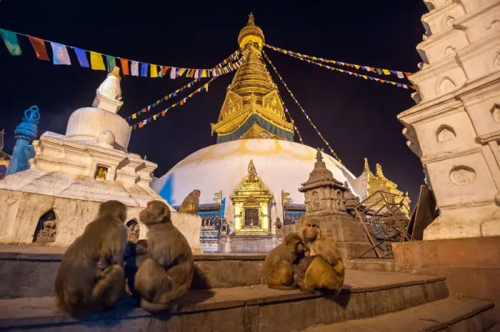 Framed Print : Swayambhunath and monkey Framed Print : Swayambhunath and monkey