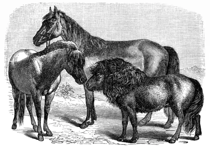 Framed Print : Swedish pony, Hungarian, Shetland pony Framed Print : Swedish pony, Hungarian, Shetland pony