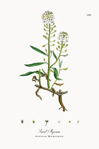 Sweet Alyssum, Alyssum Maritimum, Victorian Botanical Illustration, 1863