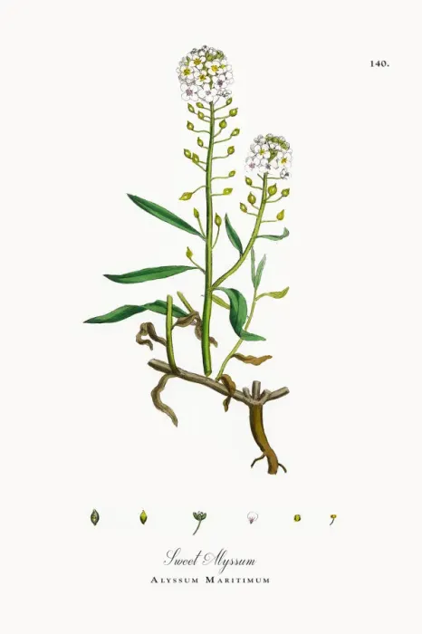 Framed Print : Sweet Alyssum, Alyssum Maritimum, Victorian Botanical Illustration, 1863 Framed Print : Sweet Alyssum, Alyssum Maritimum, Victorian Botanical Illustration, 1863