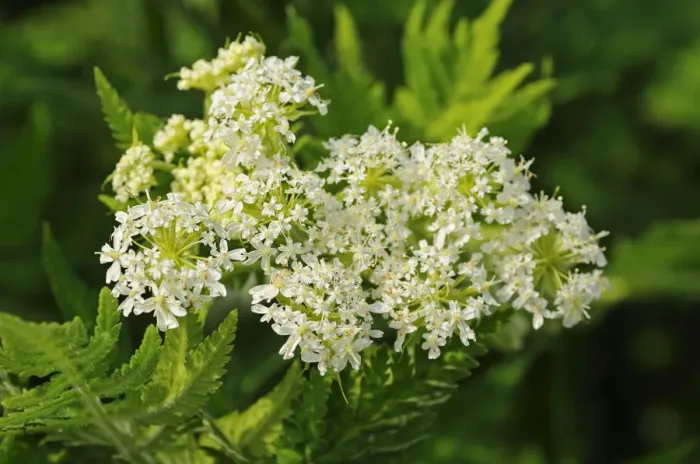 Framed Print : Sweet Cicely -Myrrhis odorata-, Europe Framed Print : Sweet Cicely -Myrrhis odorata-, Europe