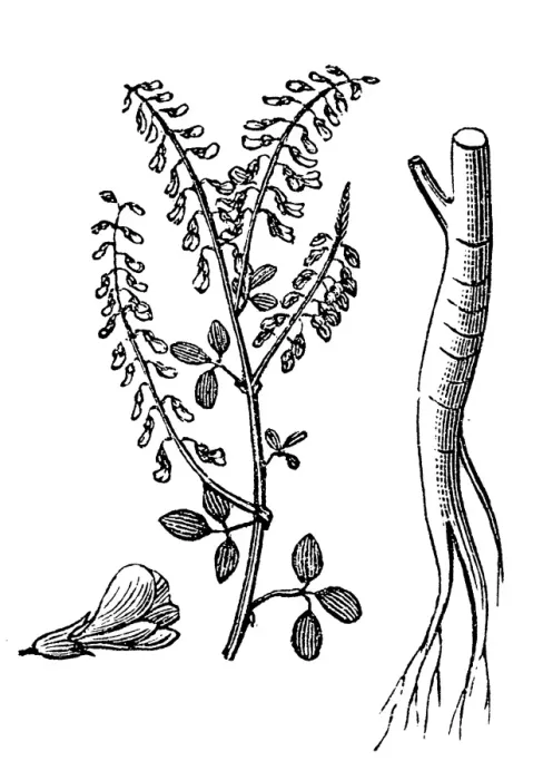 Framed Print : Sweet clover (Melilotus officinalis) Framed Print : Sweet clover (Melilotus officinalis)