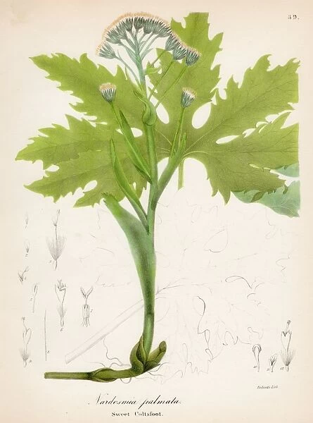 Sweet Coltsfoot botanical engraving 1843