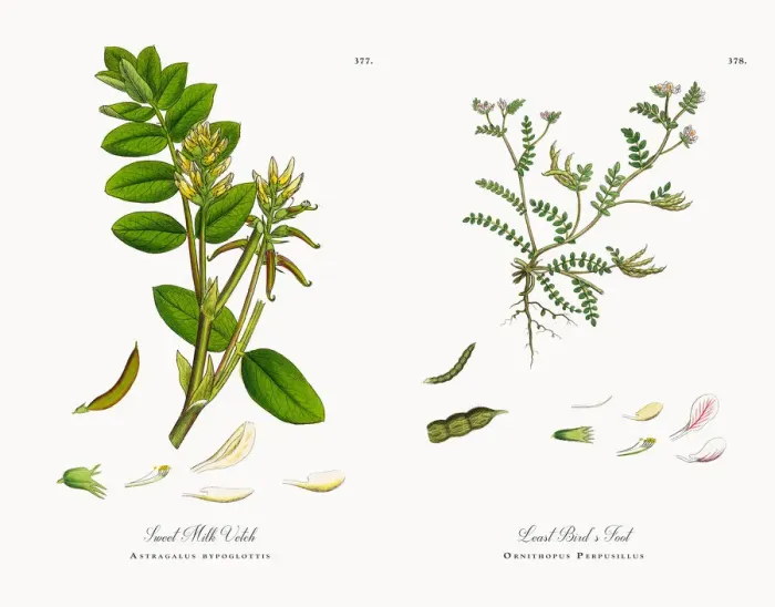Framed Print : Sweet Milk Vetch, Astragalus bypoglottis, Victorian Botanical Illustration, 1863 Framed Print : Sweet Milk Vetch, Astragalus bypoglottis, Victorian Botanical Illustration, 1863