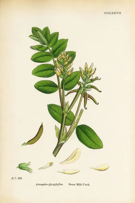 Framed Print : Sweet Milk Vetch, Astragalus bypoglottis, Victorian Botanical Illustration, 1863 Framed Print : Sweet Milk Vetch, Astragalus bypoglottis, Victorian Botanical Illustration, 1863