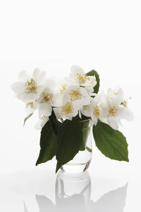 Framed Print : Sweet Mock-orange or English Dogwood (Philadelphus coronarius) Framed Print : Sweet Mock-orange or English Dogwood (Philadelphus coronarius)