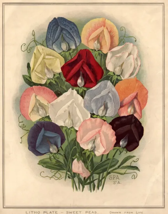 Framed Print : Sweet Peas Framed Print : Sweet Peas
