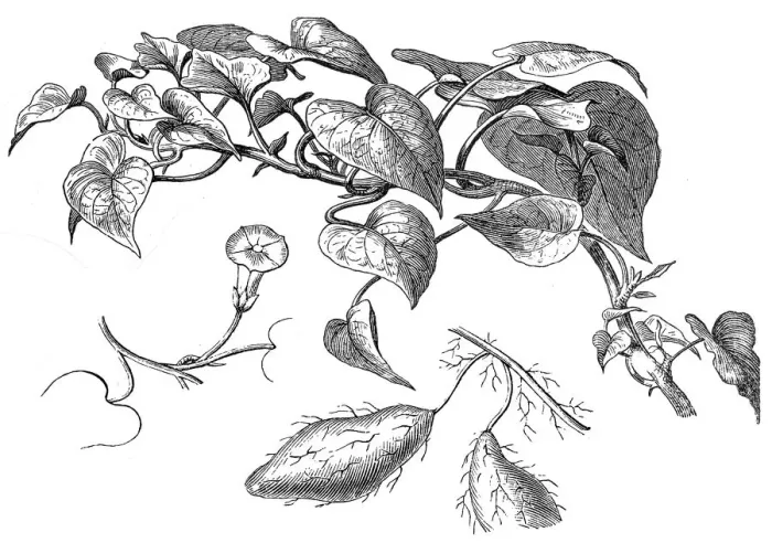 Framed Print : Sweet-Potato (Batatas Edulis)