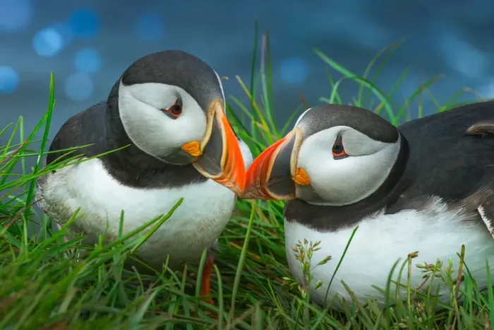 Framed Print : Sweet Puffin couple Framed Print : Sweet Puffin couple