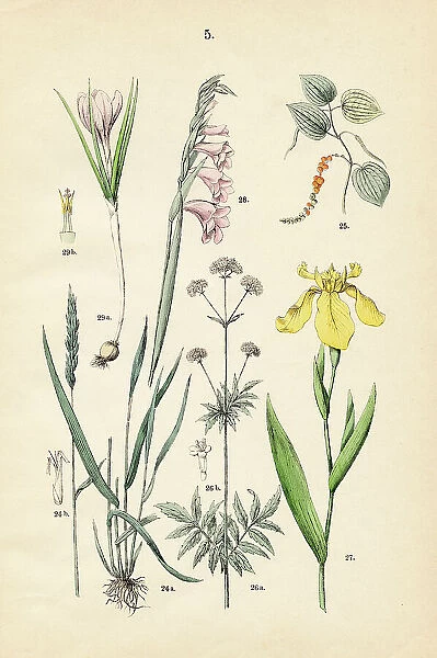 Sweet vernal grass, black pepper, valerian yellow, corn flag, spring crocus - Botanical illustration 1883