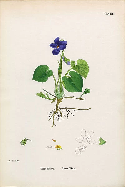 Sweet Violet, Viola Odorata, Victorian Botanical Illustration, 1863