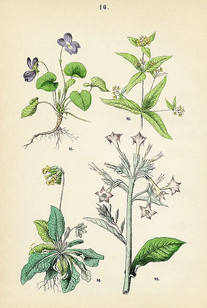 Sweet violet, yellow loosestrife, tobacco, cowslip - Botanical illustration 1883