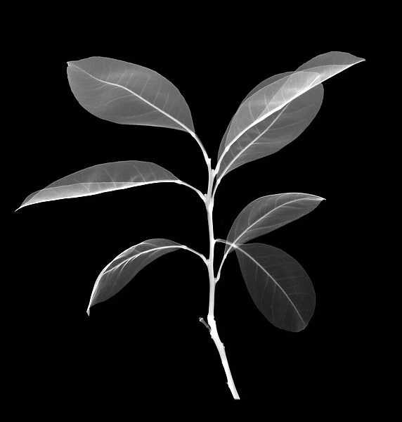 Sweetbay magnolia (Magnolia virginiana) leaf, X-ray