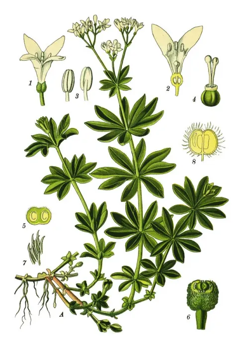 Framed Print : sweetscented bedstraw, woodruff, sweet woodruff