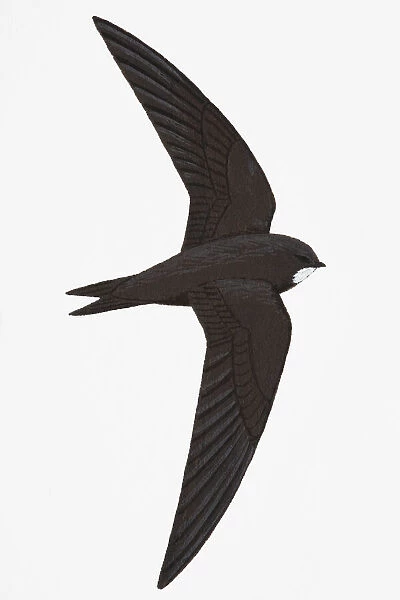 Swift (Apus apus), adult