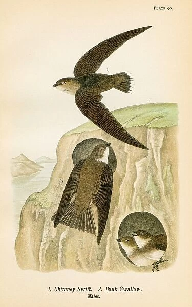 Swift and Bank Swallow bird lithograph 1890