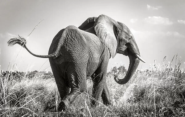 Swinging Tail of African Elephant Along Zambezi River