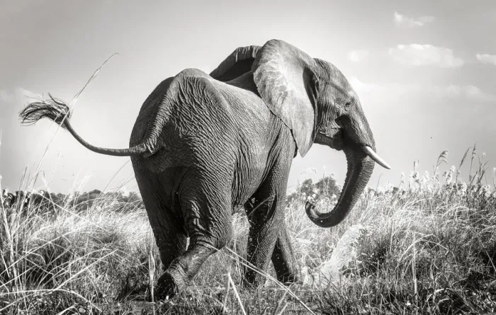 Framed Print : Swinging Tail of African Elephant Along Zambezi River Framed Print : Swinging Tail of African Elephant Along Zambezi River