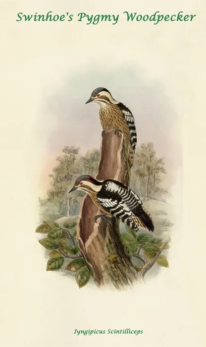 Framed Print : Swinhoe's Pygmy Woodpecker