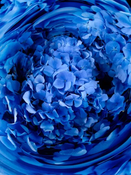 Framed Print : Swirl of blue flowers (Digital Composite)