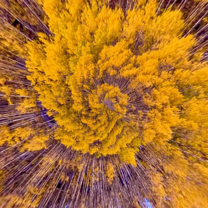 Framed Print : Swirling Aspens Tiny Planet Framed Print : Swirling Aspens Tiny Planet