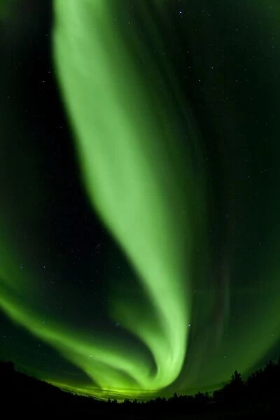 Swirling northern polar lights, Aurora Borealis, green, near Whitehorse, Yukon Territory, Canada