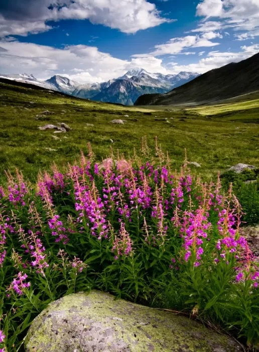 Framed Print : Swiss Alps Framed Print : Swiss Alps