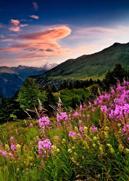 Framed Print : Swiss Alps Framed Print : Swiss Alps