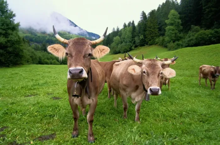 Framed Print : Swiss brown cows (Bos taurus) on green hills Framed Print : Swiss brown cows (Bos taurus) on green hills