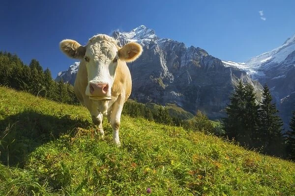 Swiss Cow. A swiss cow peers in towards the camera in Grindelwald, Switzerland