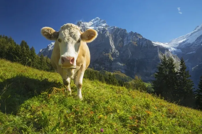 Framed Print : Swiss Cow. A swiss cow peers in towards the camera in Grindelwald, Switzerland Framed Print : Swiss Cow. A swiss cow peers in towards the camera in Grindelwald, Switzerland