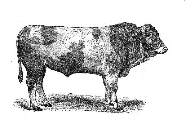 Swiss Simmental cattle breed, Simmentaler or Simmental cattle, Switzerland, digitally restored reproduction of an original from the 19th century