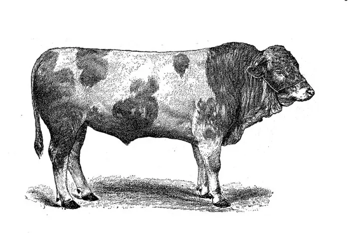 Framed Print : Swiss Simmental cattle breed, Simmentaler or Simmental cattle, Switzerland, digitally restored reproduction of an original from the 19th century Framed Print : Swiss Simmental cattle breed, Simmentaler or Simmental cattle, Switzerland, digitally restored reproduction of an original from the 19th century
