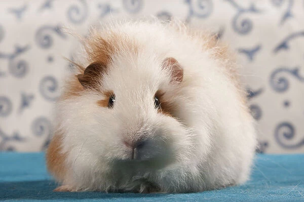 Swiss Teddy guinea pig, pedigree guinea pig