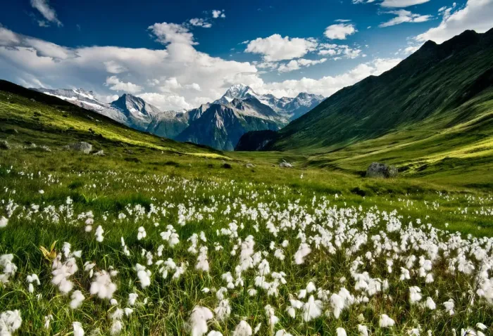 Framed Print : Switerland - Balalp: Cotton Fields Framed Print : Switerland - Balalp: Cotton Fields