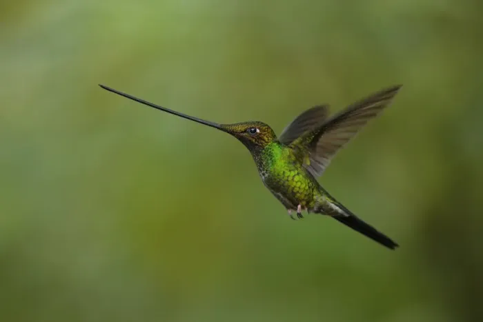 Framed Print : Sword-billed Hummingbird Framed Print : Sword-billed Hummingbird