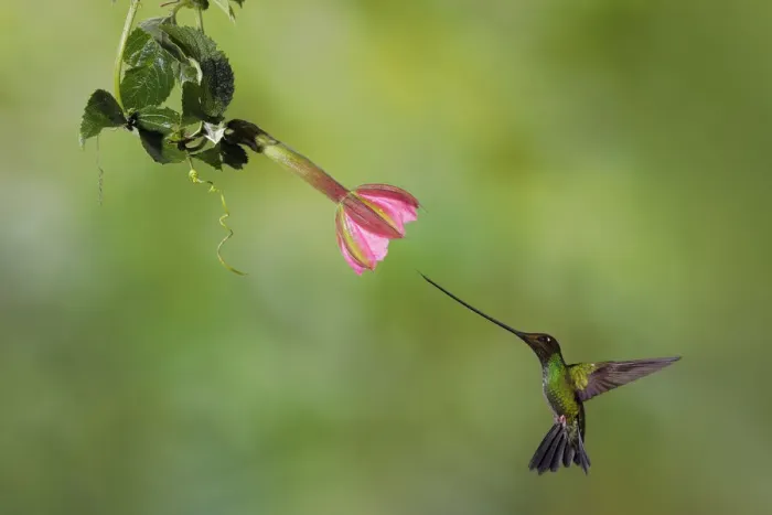 Framed Print : Sword-billed Hummingbird Framed Print : Sword-billed Hummingbird
