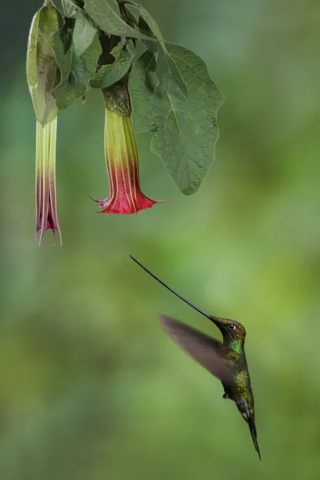 Framed Print : Sword-billed hummingbird (Ensifera ensifera) Framed Print : Sword-billed hummingbird (Ensifera ensifera)