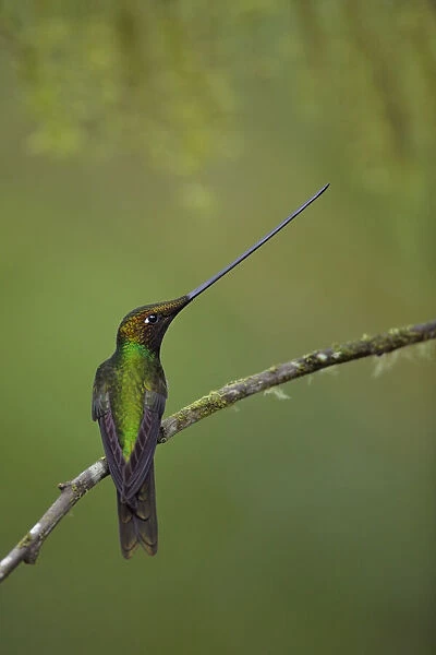Sword-billed hummingbird (Ensifera ensifera)