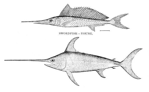 Swordfish engraving 1898