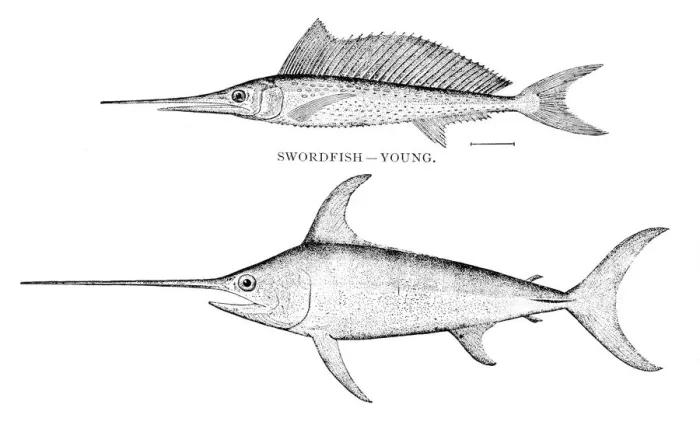 Framed Print : Swordfish engraving 1898 Framed Print : Swordfish engraving 1898