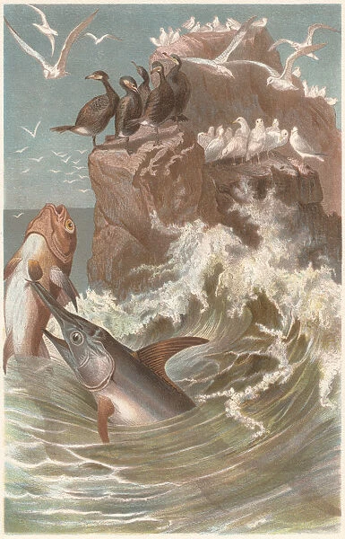 Swordfish (Xiphias gladius) at hunting, lithograph, published in 1884
