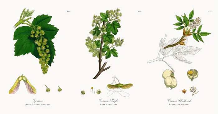 Framed Print : Sycamore, Acer Pseudo-platanus, Victorian Botanical Illustration, 1863 Framed Print : Sycamore, Acer Pseudo-platanus, Victorian Botanical Illustration, 1863