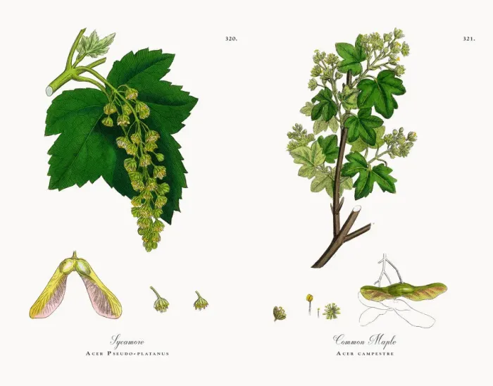 Framed Print : Sycamore, Acer Pseudo-platanus, Victorian Botanical Illustration, 1863 Framed Print : Sycamore, Acer Pseudo-platanus, Victorian Botanical Illustration, 1863