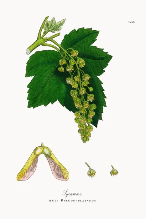 Framed Print : Sycamore, Acer Pseudo-platanus, Victorian Botanical Illustration, 1863 Framed Print : Sycamore, Acer Pseudo-platanus, Victorian Botanical Illustration, 1863