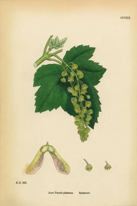Framed Print : Sycamore, Acer Pseudo-platanus, Victorian Botanical Illustration, 1863 Framed Print : Sycamore, Acer Pseudo-platanus, Victorian Botanical Illustration, 1863