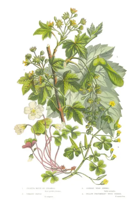 Framed Print : Sycamore, Acer and Wood Sorrel Victorian Botanical Illustration Framed Print : Sycamore, Acer and Wood Sorrel Victorian Botanical Illustration