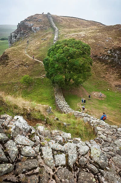 Sycamore Gap, Hadrian's Wall, Northumberland, England