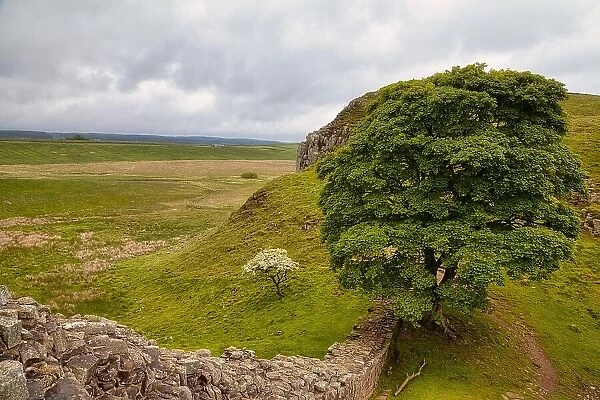 Sycamore Gap, Hadrian's Wall, UNESCO World Heritage Site, Henshaw, Hexham, Northumberland, England, United Kingdom